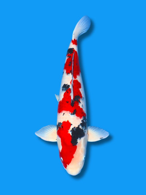 Sanke | Koi&Co.